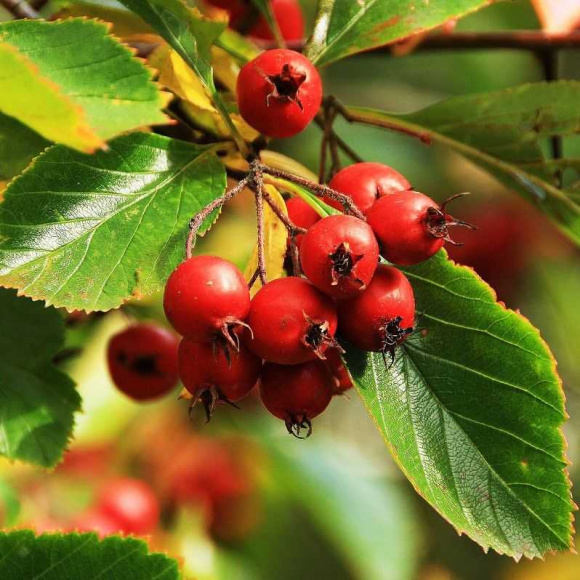 Боярышник Шарлаховый (Crataegus coccinea) купить с доставкой Боярышник Шарлаховый (Crataegus coccinea) купить с доставкой