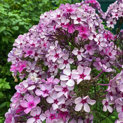 Флокс Гаврюша купить с доставкой цветы ароматные, дымчато–пурпурного цвета с яркой розовой звездочкой