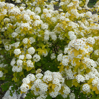 Спирея Аурея (Aurea) купить с доставкой декоративный кустарник, одинаково часто встречающийся на садовых участках, в парках и зонах отдыха