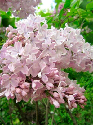 Сирень Тишина купить с доставкой Сирень Тишина – очаровательный неприхотливый кустарник, отличающийся ранним пышным цветением. Глядя на его распускающиеся соцветия, действительно, хочется погрузиться в тишину, почувствовать умиротворение и покой. В период цветения вокруг куста распространяется сладковатый, приятный аромат.