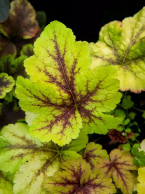 Гейхера Арт Тропико (Art Tropico) купить с доставкой 