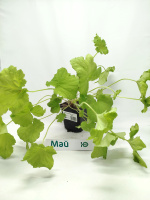 Гейхера Арт Тропико (Art Tropico)