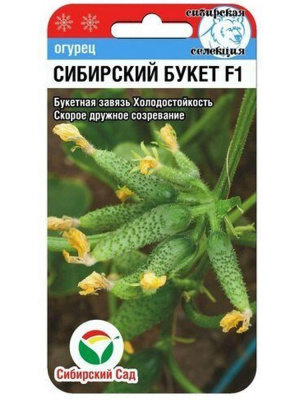 Огурец Сибирский букет [Сибирский сад] купить с доставкой «Сибирский букет» — это партенокарпический гибрид, который не требует опылителей, что делает его особенно удобным для теплиц и открытых грядок. Это отличный выбор для садоводов, которые ценят не только высокие урожаи, но и неприхотливость в уходе. С этим сортом ваш огород будет радовать вас свежими огурцами с начала лета до самой осени.