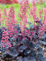 Гейхера Таймлес Найт (Timeless Night)