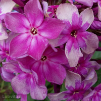 Флокс Звездочет