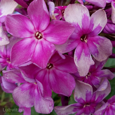 Флокс Звездочет