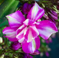 Флокс Квазимодо