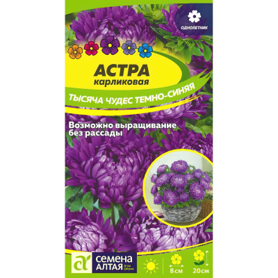 Астра Тысяча чудес темно-синяя карликовая [Семена алтая] купить с доставкой настоящее очарование осени