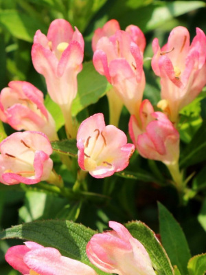 Вейгела Олл Саммер Пич (All Summer Peach) купить с доставкой Вейгела Олл Саммер Пич – красивоцветущий декоративный кустарник, полюбившийся многим садоводам. Непрерывное, пышное цветение, роскошные соцветия с нежной персиковой окраской, минимальные требования к уходу – основные причины популярности этого сорта.