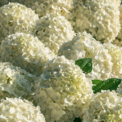 Гортензия Вайтлайт (Whitelight) метельчатая купить с доставкой 