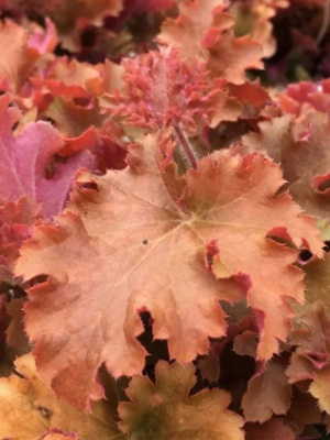 Гейхера Годжиберри (Gojiberry) купить с доставкой 