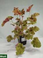 Гейхера Годжиберри (Gojiberry)