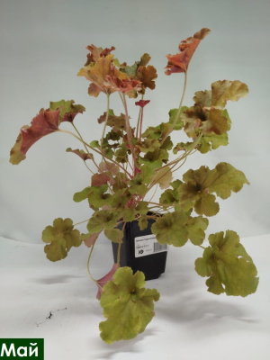 Гейхера Годжиберри (Gojiberry) купить с доставкой 