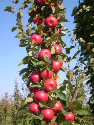 Яблоня Колоновидная Джин купить с доставкой Этот сорт совместил, казалось бы, несовместимое: компактный размер и потрясающую урожайность.