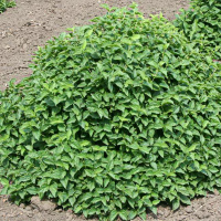 Чубушник Гном