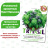 Базилик Трай Базил БукетАрома [Биотехника] купить с доставкой - Базилик Трай Базил БукетАрома [Биотехника] купить с доставкой