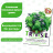 Базилик Трай Базил БукетАрома [Биотехника] купить с доставкой - Базилик Трай Базил БукетАрома [Биотехника] купить с доставкой