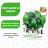Базилик Трай Базил БукетАрома [Биотехника] купить с доставкой - Базилик Трай Базил БукетАрома [Биотехника] купить с доставкой