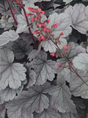 Гейхера Сильвер Гамдроп (Silver Gumdrop) купить с доставкой 