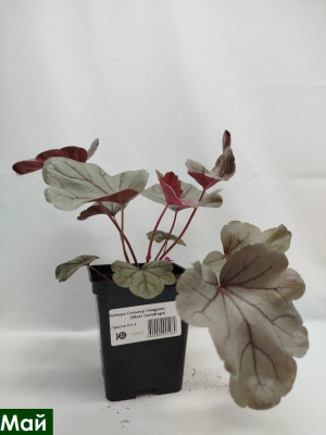 Гейхера Сильвер Гамдроп (Silver Gumdrop) купить с доставкой 