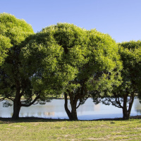 Ива ломкая шаровидная (Salix fragilis Globosa)