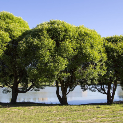 Ива ломкая шаровидная (Salix fragilis Globosa) купить с доставкой популярное растение для декорирования парковых территорий