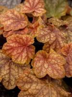 Гейхера Ворлд Кафе Арабика (World Caffe Arabica)