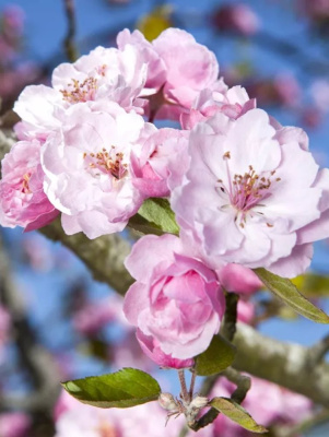 Яблоня Декоративная Бренди Мэджик купить с доставкой 