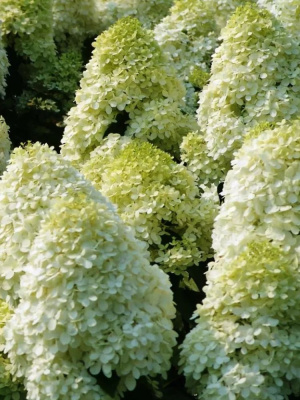 Гортензия Диамантино (Diamantino) метельчатая купить с доставкой отличается своим пышным цветением. Если вы видите невысокую гортензию, утопающую в бело–розоватых соцветиях, то будьте уверены – это Диамантино