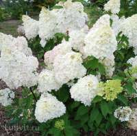 Гортензия Диамантино (Diamantino) метельчатая