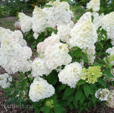 Гортензия Диамантино (Diamantino) метельчатая купить с доставкой отличается своим пышным цветением. Если вы видите невысокую гортензию, утопающую в бело–розоватых соцветиях, то будьте уверены – это Диамантино