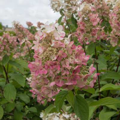 Гортензия Пинк Даймонд (Pink Diamond) метельчатая купить с доставкой Pink Diamond способна удивлять даже после отцветания. Ее цветы резко набирают насыщенность при высыхании, становясь практически красными.