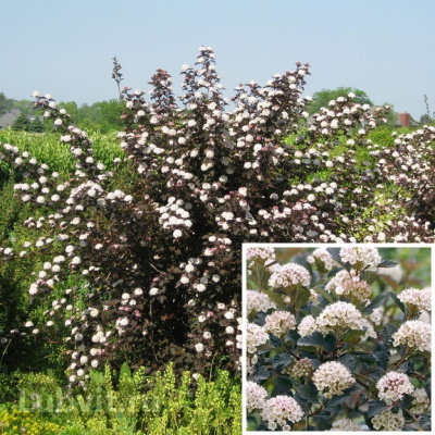 Пузыреплодник Саммер Вайн (Summer Wine) купить с доставкой необыкновенно привлекательный кустарник с ярко пурпурными листьями и многочисленными цветами