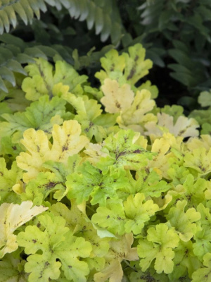 Гейхерелла Спайси Лайм (Spicy Lime) купить с доставкой 