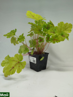 Гейхерелла Спайси Лайм (Spicy Lime)