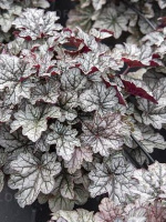 Гейхера Ворлд Кафе Корретто (World Caffe Corretto)