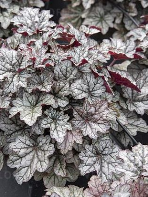 Гейхера Ворлд Кафе Корретто (World Caffe Corretto) купить с доставкой 