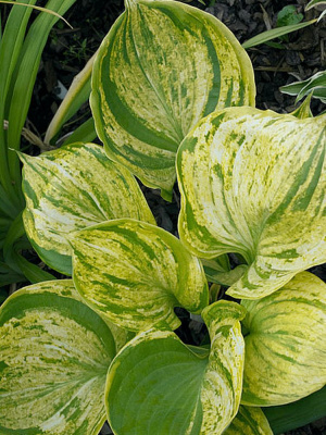 Хоста Гюнтерс Прайз (Gunther's Prize) [XL] купить с доставкой 