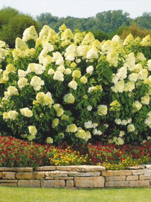 Гортензия Лаймлайт (Limelight) метельчатая купить с доставкой Удивительная гортензия-хамелеон с зеленоватыми соцветиями, способными менять свой цвет.