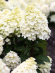 Гортензия Ливинг Литл Блоссом (Living Little Blossom) метельчатая купить с доставкой
