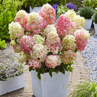 Гортензия Ливинг Литл Блоссом (Living Little Blossom) метельчатая