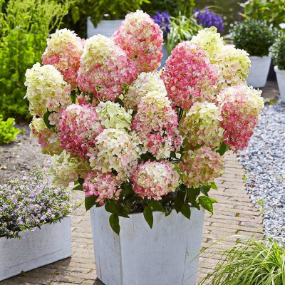 Гортензия Ливинг Литл Блоссом (Living Little Blossom) метельчатая купить с доставкой Карликовая гортензия порадует вас в любых уголках вашего сада