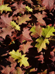 Гортензия Бургунди (Burgundy) дуболистная Гортензия Бургунди (Burgundy) дуболистная