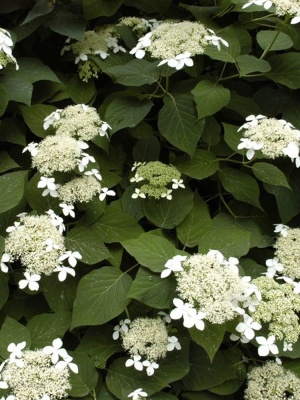 Гортензия Радиата (Radiata) древовидная купить с доставкой элегантная необычная красавица восхищает контрастом: с одной стороны обычные зеленые листочки, а стоит подуть ветерку – и куст словно покрывается серебристым инеем! Все дело в нижней стороне листвы, которая покрыта густым белоснежным опушением. Соцветия усыпаны изящными цветками – по краям крупные стерильные, белоснежные, словно маленькие звездочки, а в центре – россыпь мелких фертильных цветочков. Ажурные шапки соцветий напоминают кружевные зонтики, особенно эффектные на фоне серебристой листвы. Эта дикая гортензия сохранила природное очарование и неприхотливость.