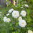 Тысячелистник Маршмеллоу (Marshmallow) птармика купить с доставкой - Тысячелистник Маршмеллоу (Marshmallow) птармика купить с доставкой