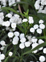 Тысячелистник Маршмеллоу (Marshmallow) птармика