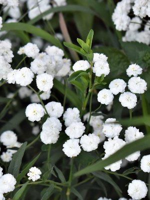 Тысячелистник Маршмеллоу (Marshmallow) птармика купить с доставкой 