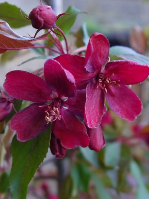 Яблоня Декоративная Хелена купить с доставкой 