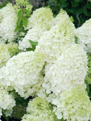 Гортензия Полар Бир (Polar Bear) метельчатая купить с доставкой “Полярный медведь”, получил свое название из-за крупных соцветий, напоминающих силуэт морды медведя