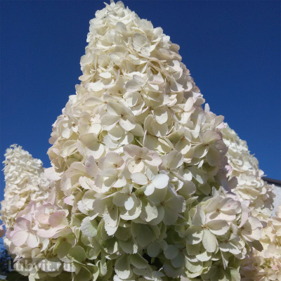 Гортензия Полар Бир (Polar Bear) метельчатая купить с доставкой “Полярный медведь”, получил свое название из-за крупных соцветий, напоминающих силуэт морды медведя